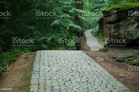 Stone Path In The Forest Dense Forest With Path Stock Photo Download