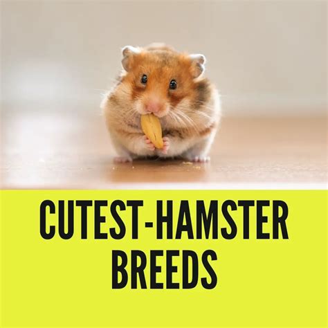 Cutest Hamster Breed In The World With Pictures