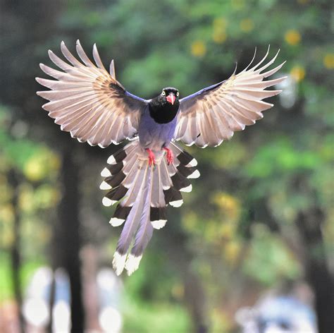 Researchers show how feathers propel birds through air and ...