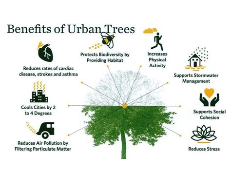 Trees In Our Cities 11 Reasons Why We Need To Plant More Trees