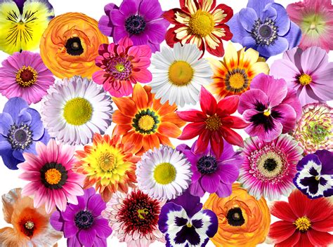 Flores Coloridas Flor Foto Gratis En Pixabay Pixabay