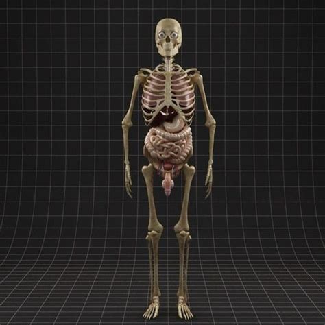 Anatomy Internal Organs Male 3d Model Max