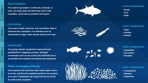 Open Ocean Food Web