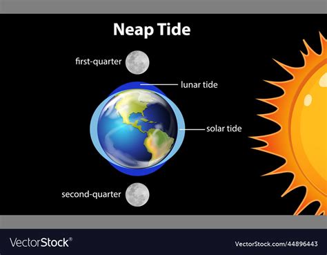 Diagram Showing Neap Tides Royalty Free Vector Image