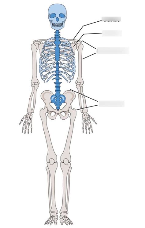 Pelvic And Pectoral Girdles Diagram Diagram Quizlet