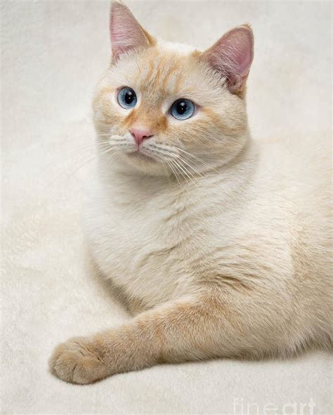 How are flame points bred. Flame Point Siamese Cat Poster by Amy Cicconi