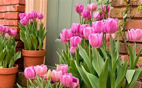 Top 200 Tulipanes En Maceta Para Regalar Abzlocalmx