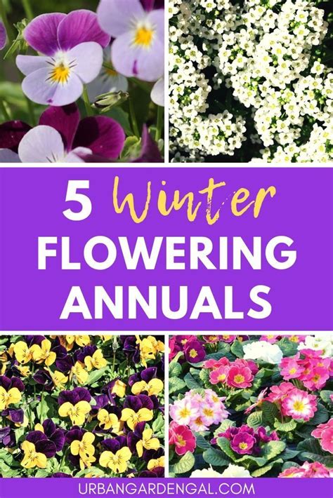 These Beautiful Winter Flowering Annuals Will Brighten Up Your Garden