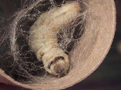 Bombyx Mori The China Silkworm Silkworm Natural World Silk Road
