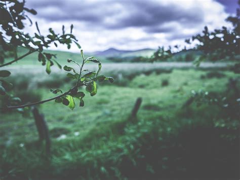 Shallow Focus Photography Of Green Leaves Leaves Blurred Landscape