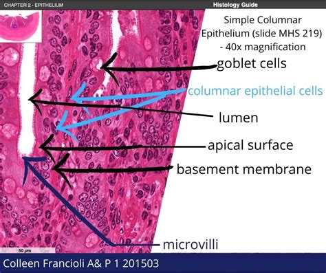 Solved Hello I Labeled Some Of My Images Of Cells Wrong You Can