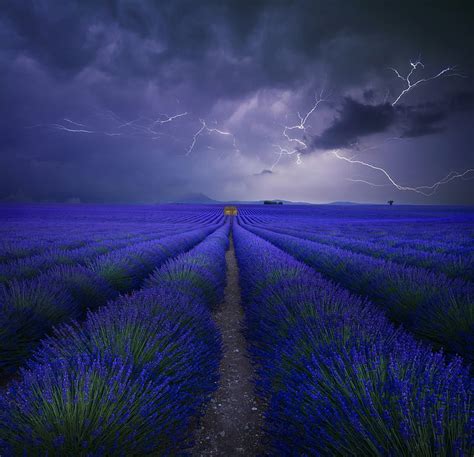 1920x1080px 1080p Free Download Lavender Field France Provence