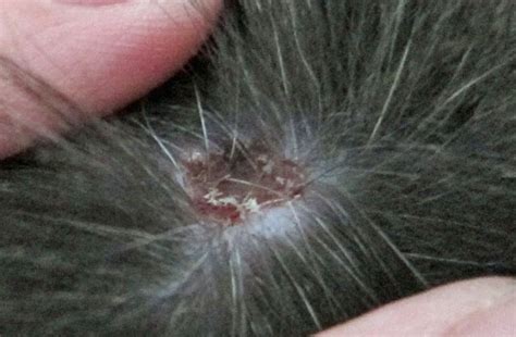 Scabs On Cats Causes