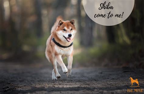 The shiba inu (柴犬, japanese: Recall training Shiba Inu - is it a good idea to walk with ...