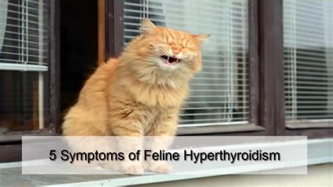 Slideshow surprising things you didn't know about dogs and cats. Symptoms Of Hyperthyroidism In Cats - Cat and Dog Lovers