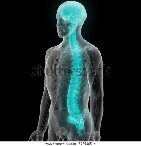Human Brain Spinal Cord Part Human Stock Illustration 595436516