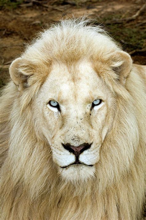 Male White Lion Photograph By Tony Camachoscience Photo Library Pixels