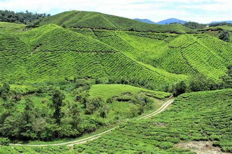 Still it served a purpose, within thirty minutes we were surrounded by bright. Boh Tea Plantation, Cameron Highlands, Malaysia - The Boh ...