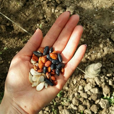 Récolter Ses Graines Au Jardin Ville De Bayeux