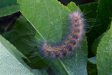 Fuzzy Caterpillar Estigmene Acrea Bugguide Net