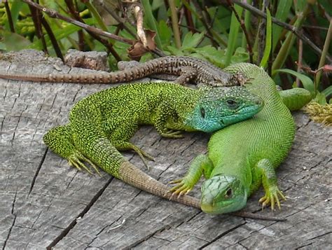 European Green Lizard British Herping Wiki Fandom Powered By Wikia