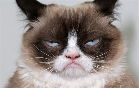 Grumpy Cat Sued A Coffee Company And Won Nme