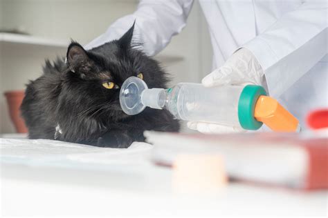 Can Cats Get Asthma And What Are The Symptoms Vet Help Direct