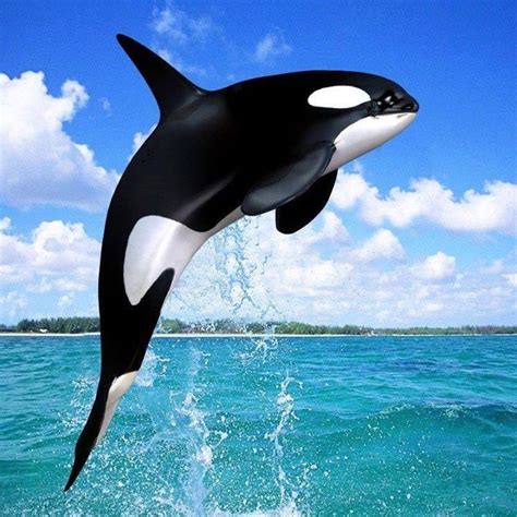 Pin By Aukje De Jong On Animals Pinterest Orcas Ocean
