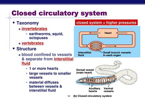 Circulatory System In Reptiles