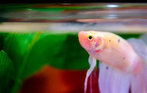 Breathtaking Betta Fish Images Siamese Fighter Fish Pictures Free For