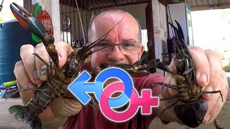 Differences Between Male And Female Crayfish Simple Guide Youtube