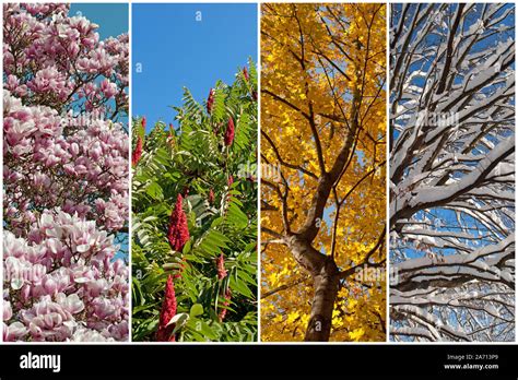4 Seasons Collage Hi Res Stock Photography And Images Alamy