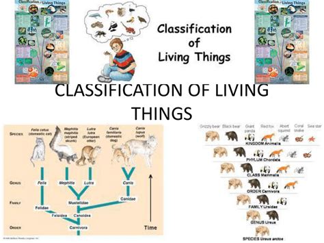 Classification Of Living Organisms Homework And Study Guide Answers