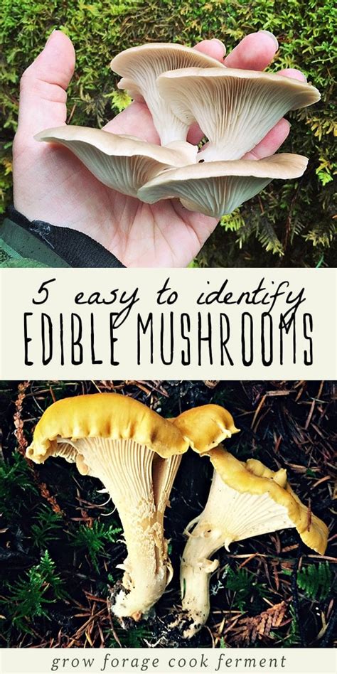 5 Easy To Identify Edible Mushrooms