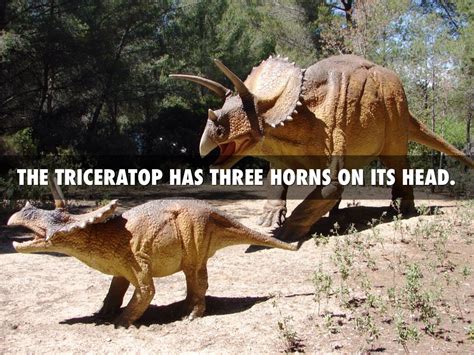Triceratops By Yasin Davis Mckinney