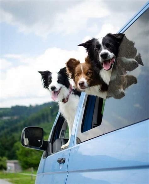 14 Pictures Only Border Collie Owners Will Think Are Funny Page 2 Of