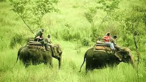 Jungle Safari National Park In India National Park In Usa Jungle Safari India Wild Life