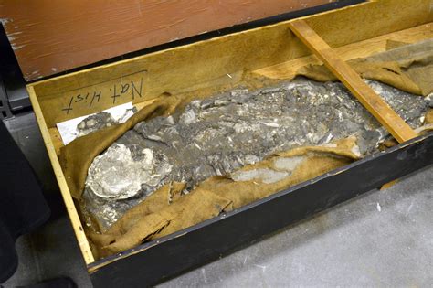 6500 Year Old Noah Skeleton Discovered In Museum Basement Live Science