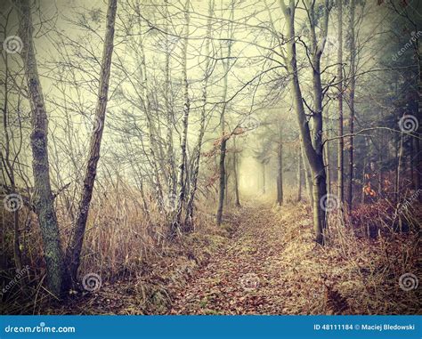 Mysterious Autumnal Forest In A Foggy Day Stock Photo Image Of Fear