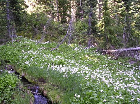 Prairietide Pacific Northwest Wildflowers