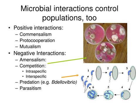 Ppt Microbial Overview Physiology And Evolution Powerpoint