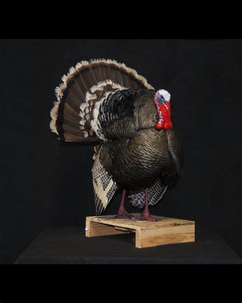Wild Turkey Mounts Full Strut Eastern Merriam Rio Grande New