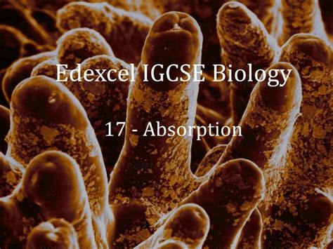 Edexcel Igcse Biology Lecture 17 Absorption Teaching Resources