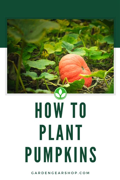 How To Plant Pumpkins At Home Planting Pumpkins Growing Pumpkins