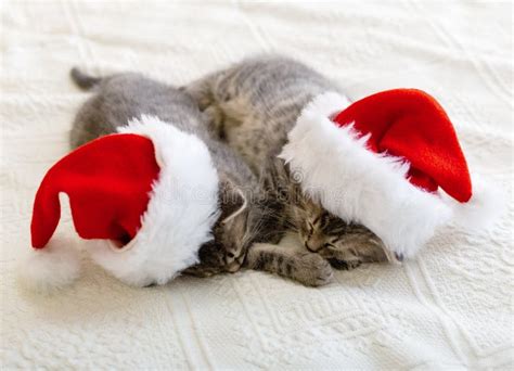 Cute Tabby Kittens Sleeping Together In Christmas Hats Santa Claus