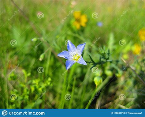 Linum Lewisii Or Wild Blue Flax Wildflower Stock Image