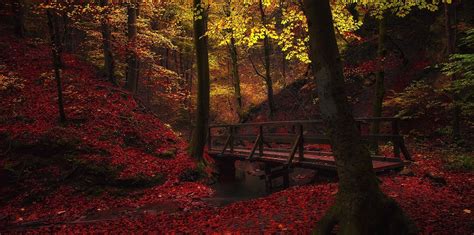 Hintergrundbilder Sonnenlicht Bäume Landschaft Wald Fallen