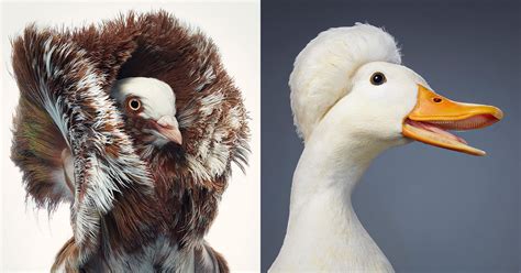 Rare And Unusual Birds Photographed Like Humans