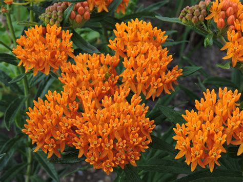 Butterfly Weed — Grand Prismatic Seed