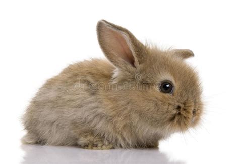 Brown Baby Rabbit In Front Of A White Background Stock